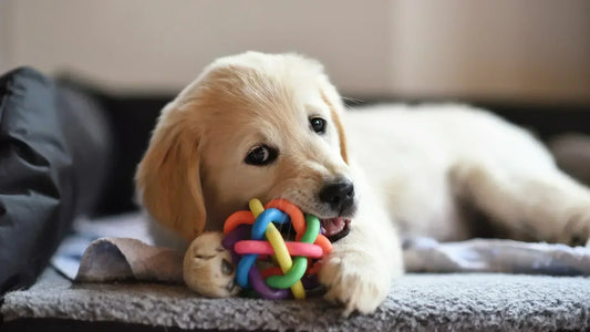 5 idées de cadeau pour chien qui célèbrent l’amour et les souvenirs